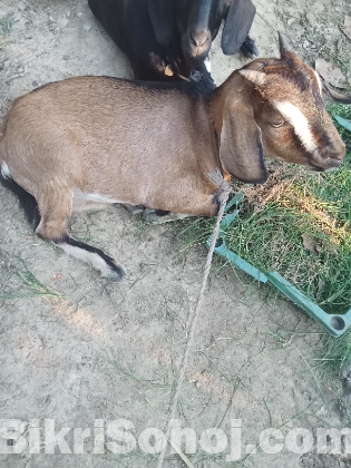 খাসি